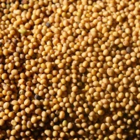 Mustard seeds