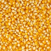 Yellow corn