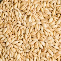 Barley grains