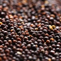 Canola seeds