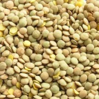 Lentils