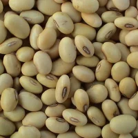 Soya beans