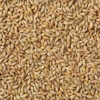 Wheat feed