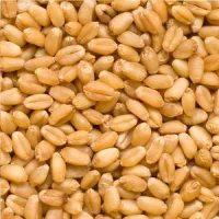 Whole wheat grains